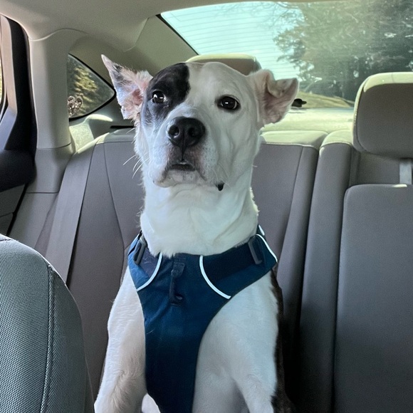 🌟🦴Sloan’s recovery donation 🦴❤️ - Picture 7 of 13